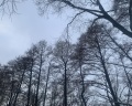 Домик Лесника: отзыв от Sberid User