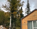 Еловый лис: отзыв от Таина Прейра