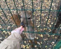 Les: отзыв от Екатерина Бобылева