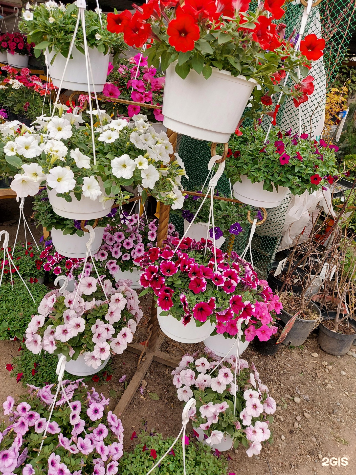 Color Garden, магазин растений для сада и огорода, проспект Гагарина, 212,  Алматы — 2ГИС