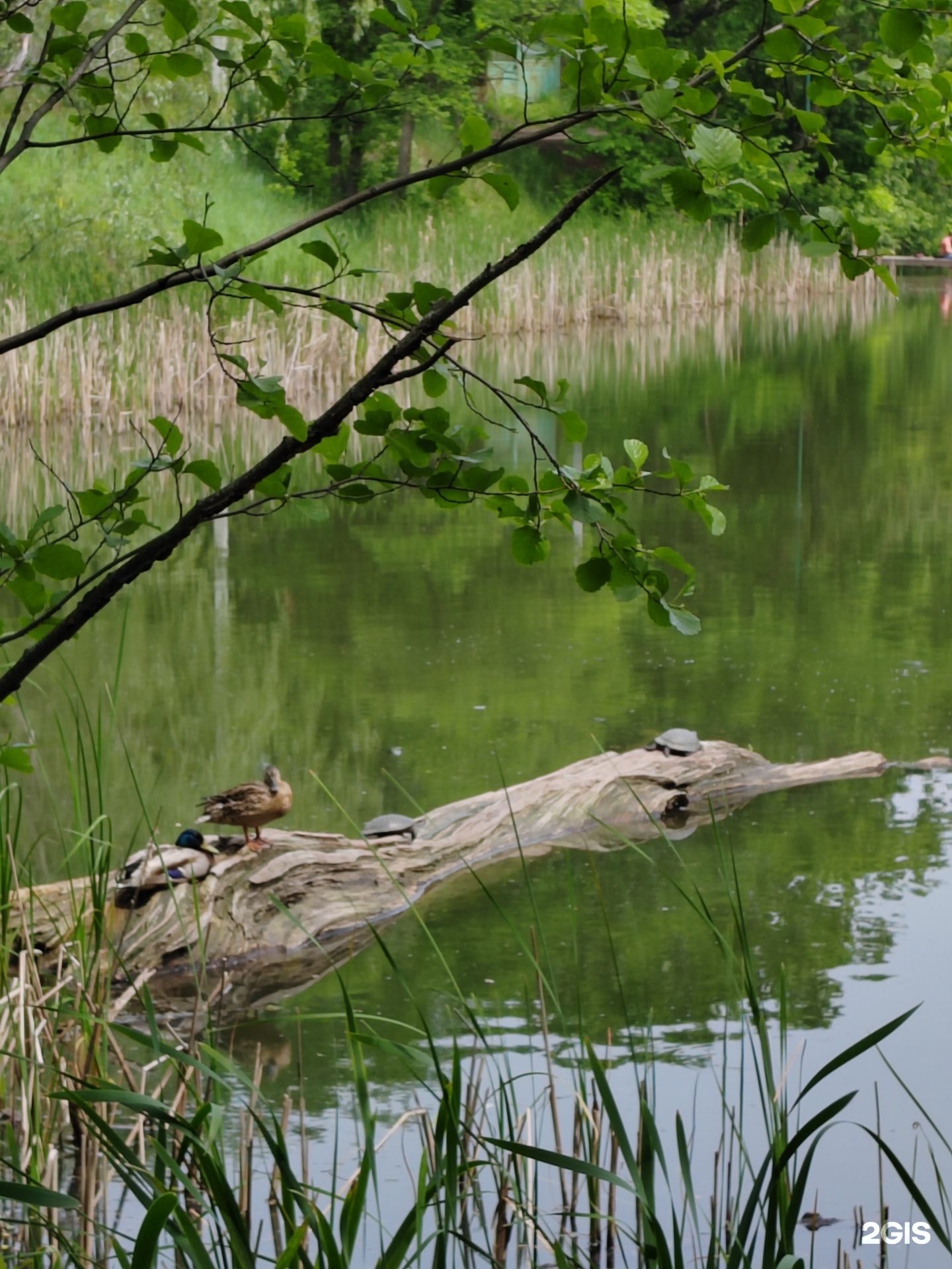 Елшанка Саратов водоём