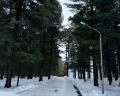 Кедровый бор: отзыв от Дарья