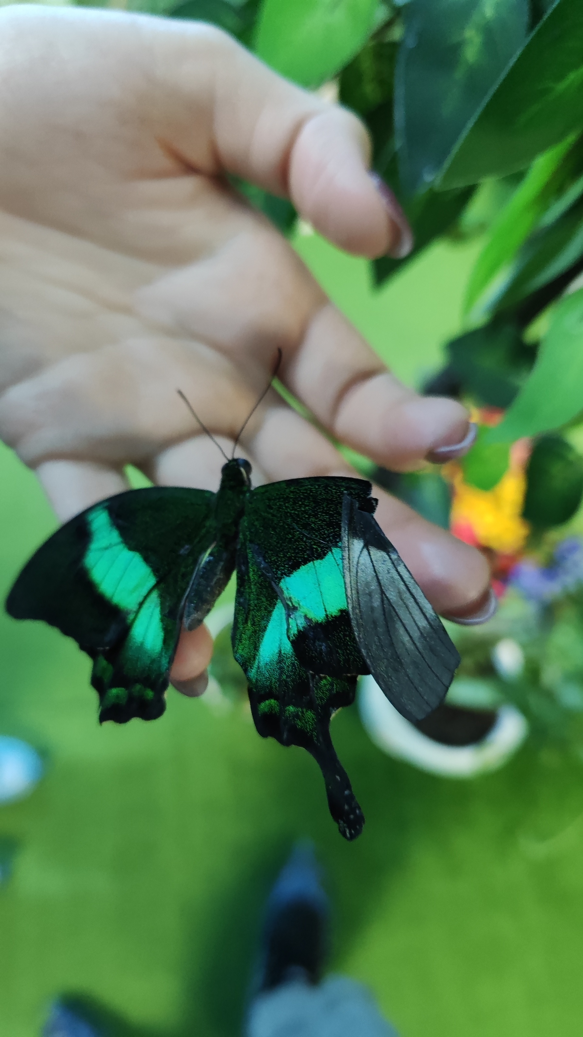 Butterfly garden, парк живых тропических бабочек, РЦ Гафури, улица Мазита  Гафури, 46, Казань — 2ГИС