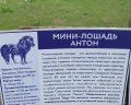 Амакс: отзыв от Антон Цурло