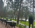 Хвоя в горах: отзыв от Дарья Гайдук