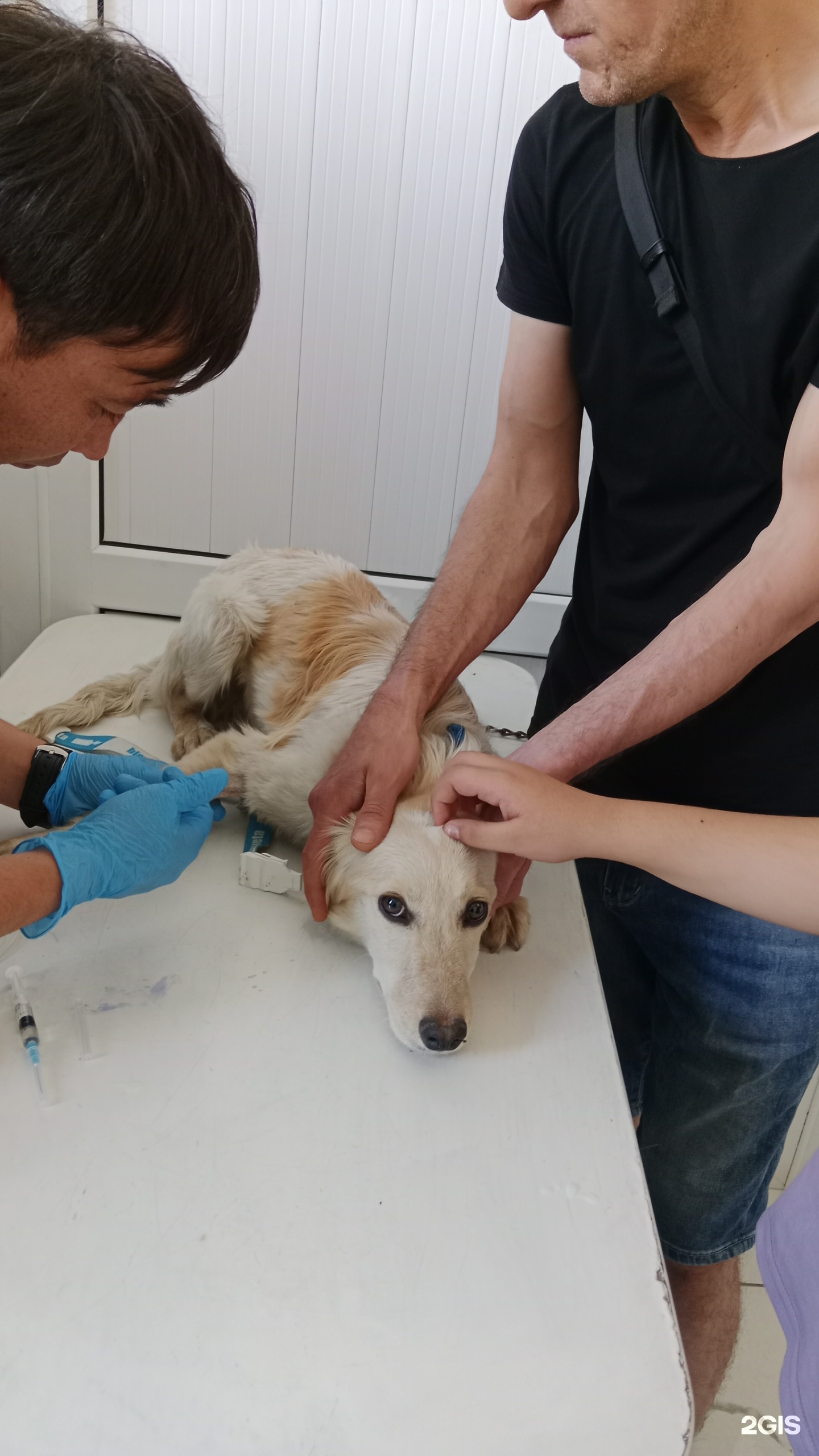 Vet system clinic, ветеринарная клиника, проспект Райымбека, 223Б, Алматы —  2ГИС