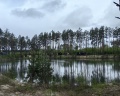 Хвойный берег: отзыв от Анастасия Заполева