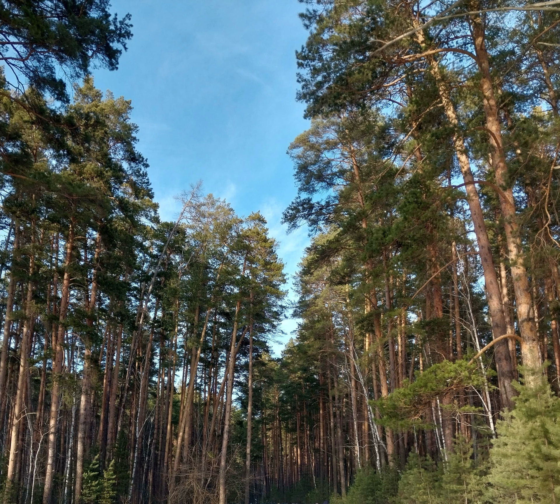 Домики в лесу, гостевой дом, Кооперативная улица, 31Б, рп. Муромцево — 2ГИС