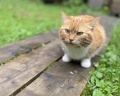 Берег лебеди: отзыв от Надежда К