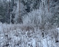 WhiteResort Поляны Карелия: отзыв от Даниил из тг @resto_mesto