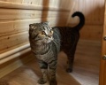 Белый орёл: отзыв от Екатерина Дарк