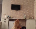 Е4: отзыв от АвтоПоехали