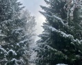 Алтайский замок: отзыв от Елена Кузнецова