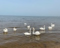 First Line: отзыв от Анжелика Ковшова