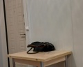 Айну: отзыв от Елена комаровская