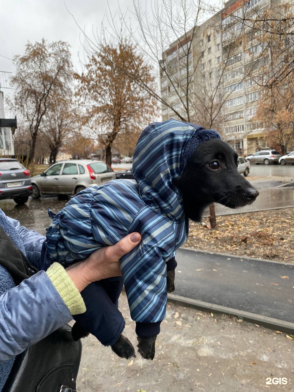 ZooLunch, магазин зоотоваров, Пушкинский, улица Пушкина, 25, Курган — 2ГИС