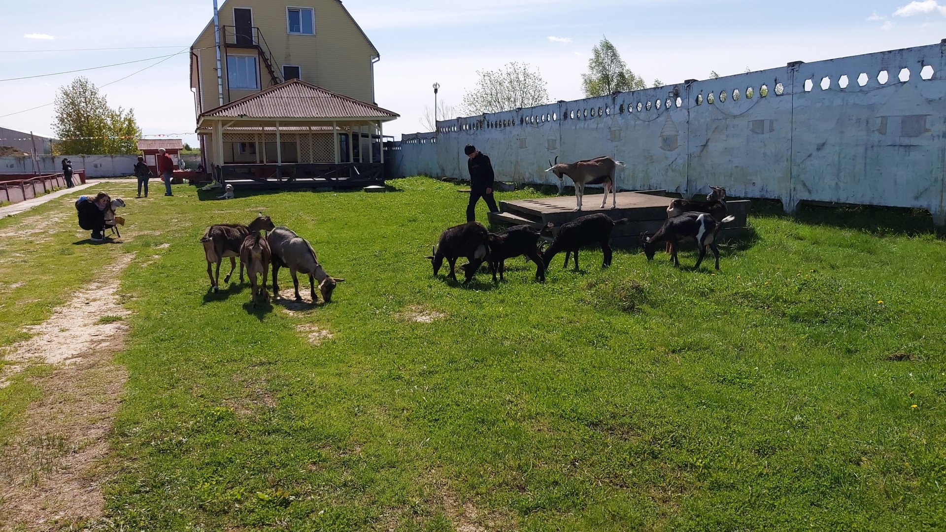 Русский страус, страусиная ферма, деревня Старые Кузьменки, вл1, д. Старые  Кузьменки — 2ГИС