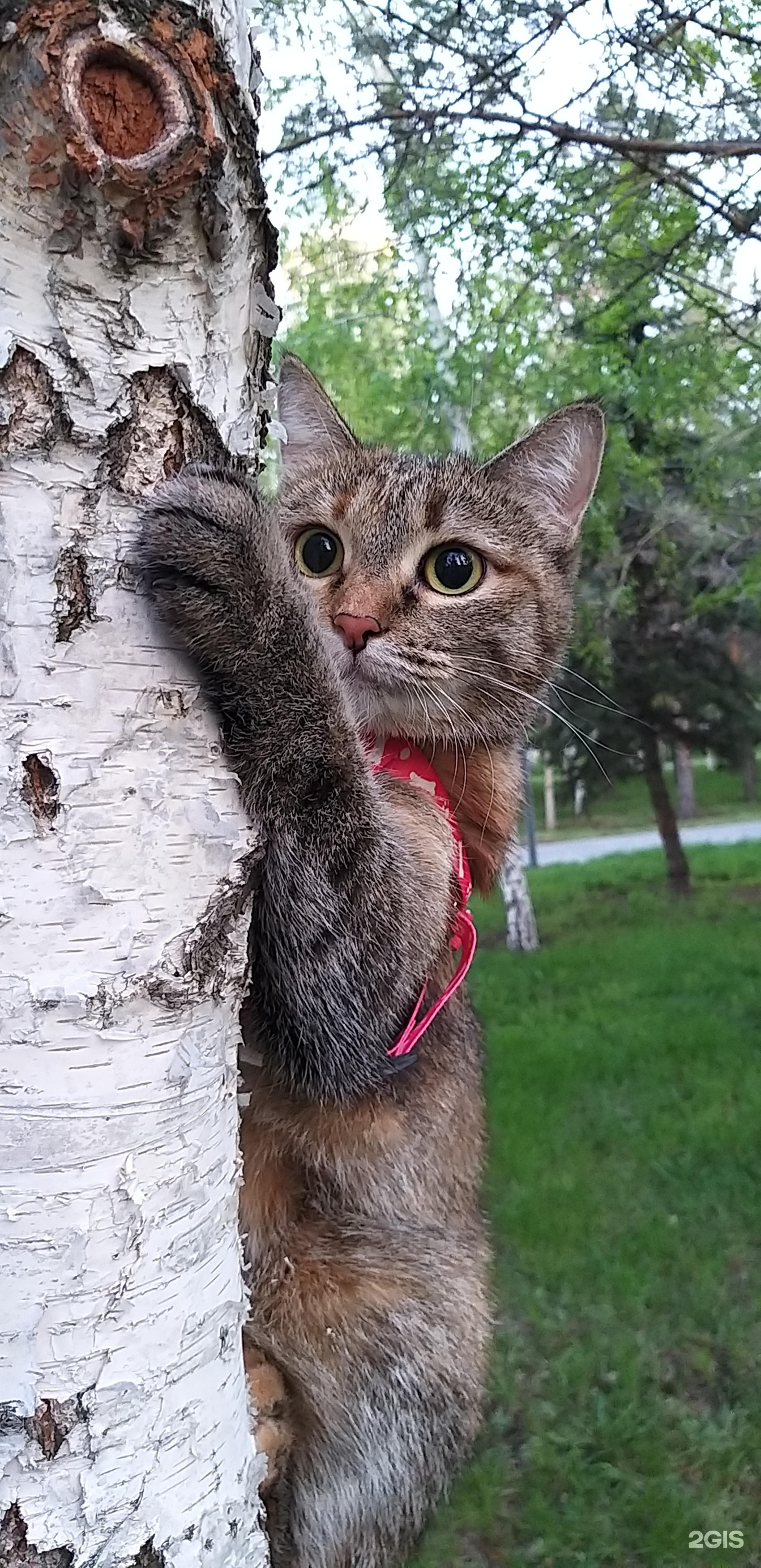 Ёшкин кот, зоомагазин, улица Ахмет Байтурсынулы, 23 блок А, Астана — 2ГИС