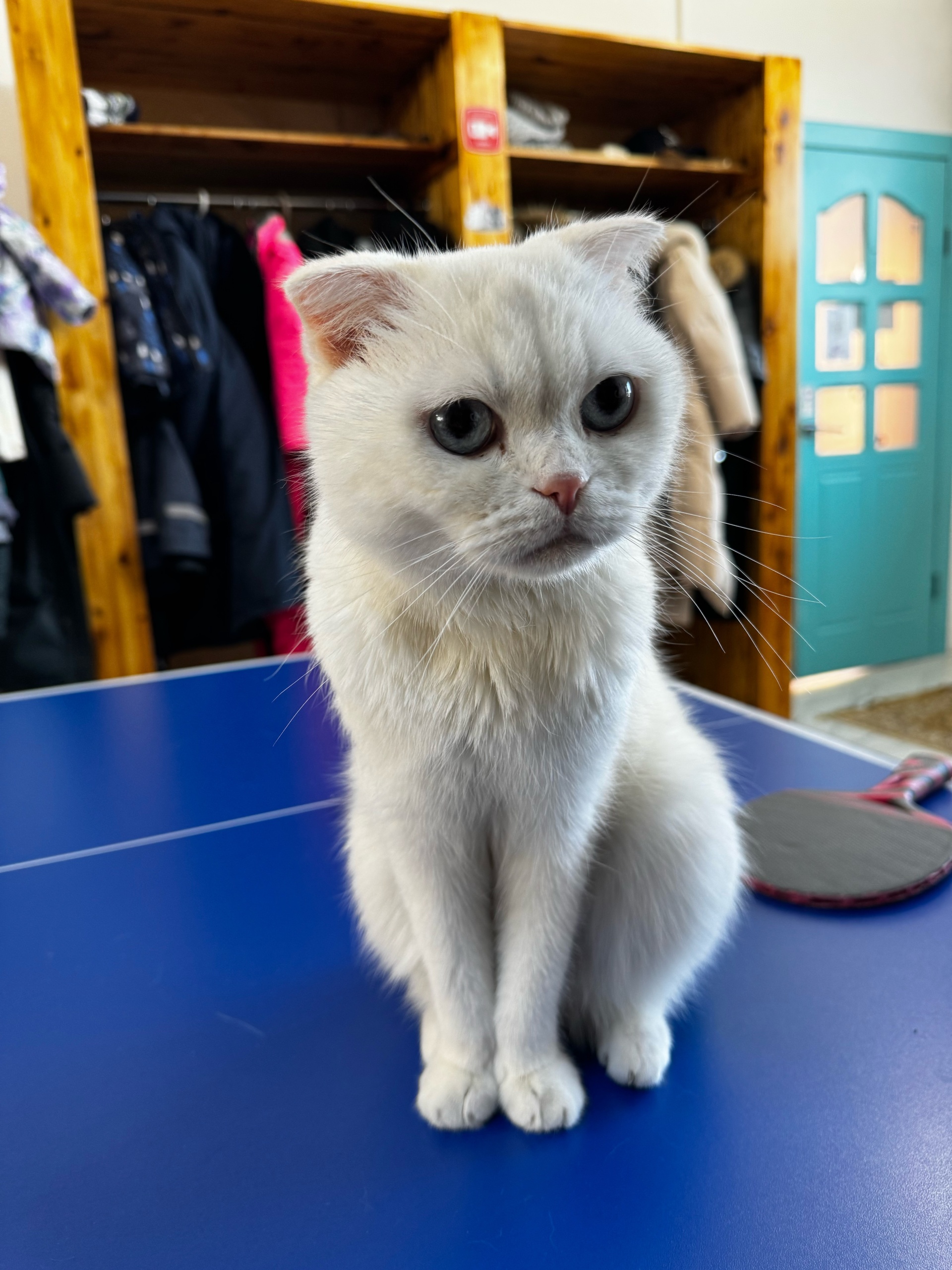 Meowcatcafe, улица Илияс Омаров, 27, Астана — 2ГИС