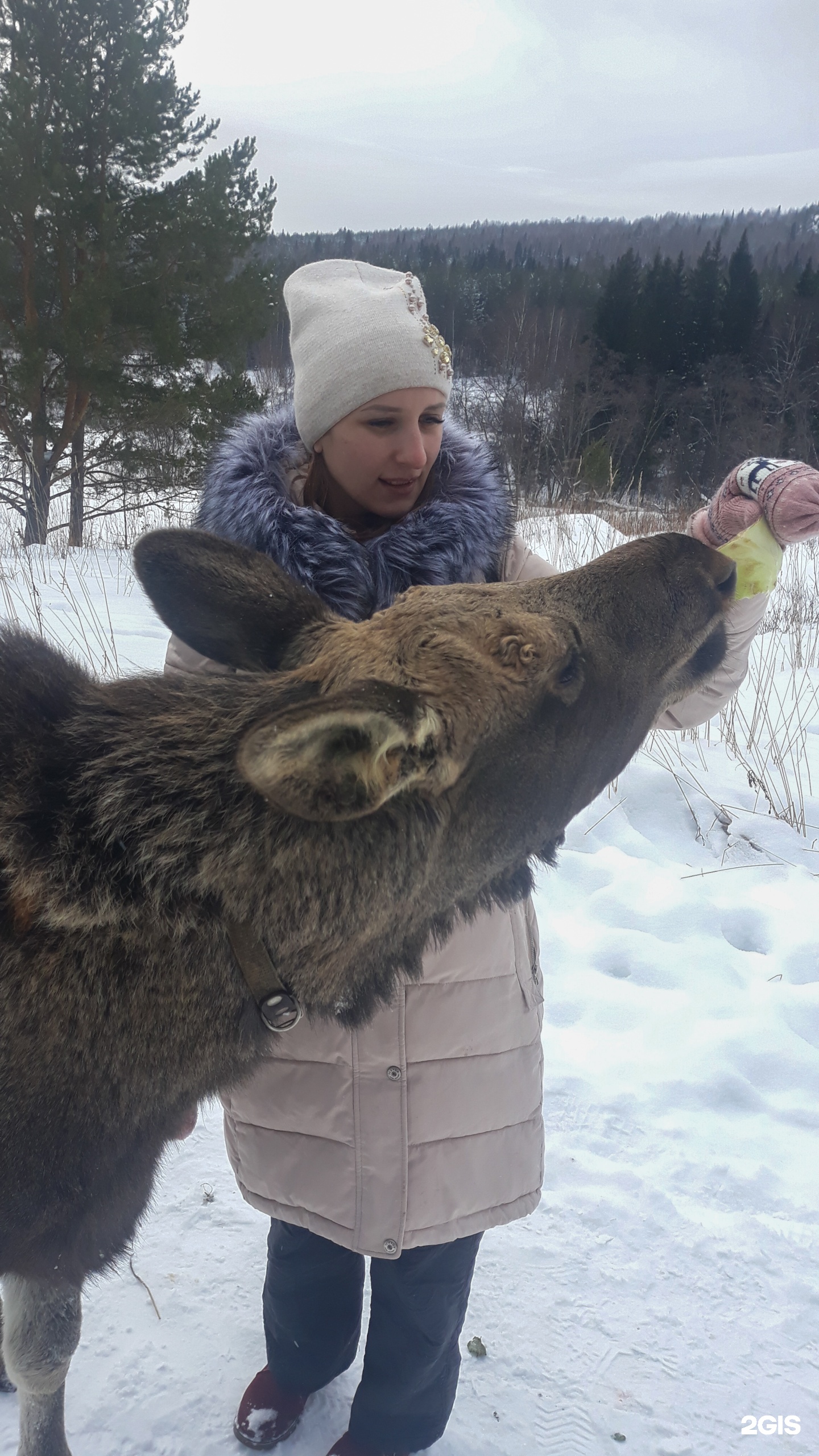 Сохатка, дом лося, НП Зюраткуль, 2, Саткинский муниципальный округ — 2ГИС