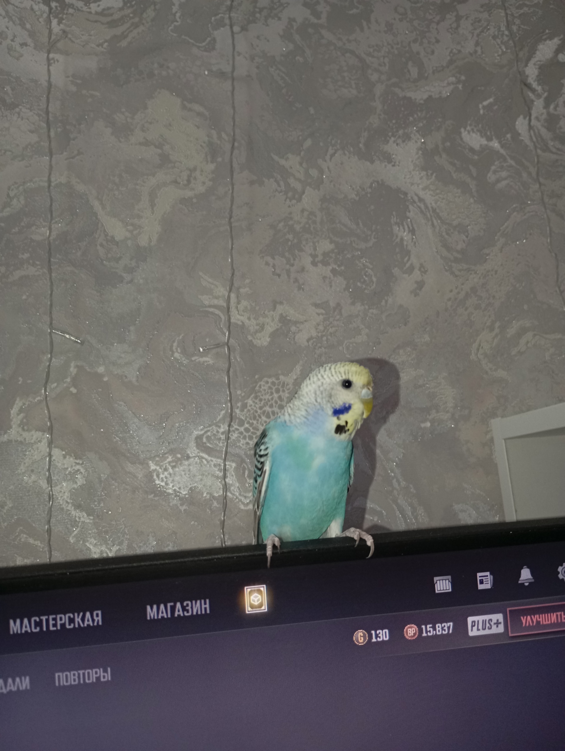 Жыныс мүшесі жиырылады және пульсацияланады.