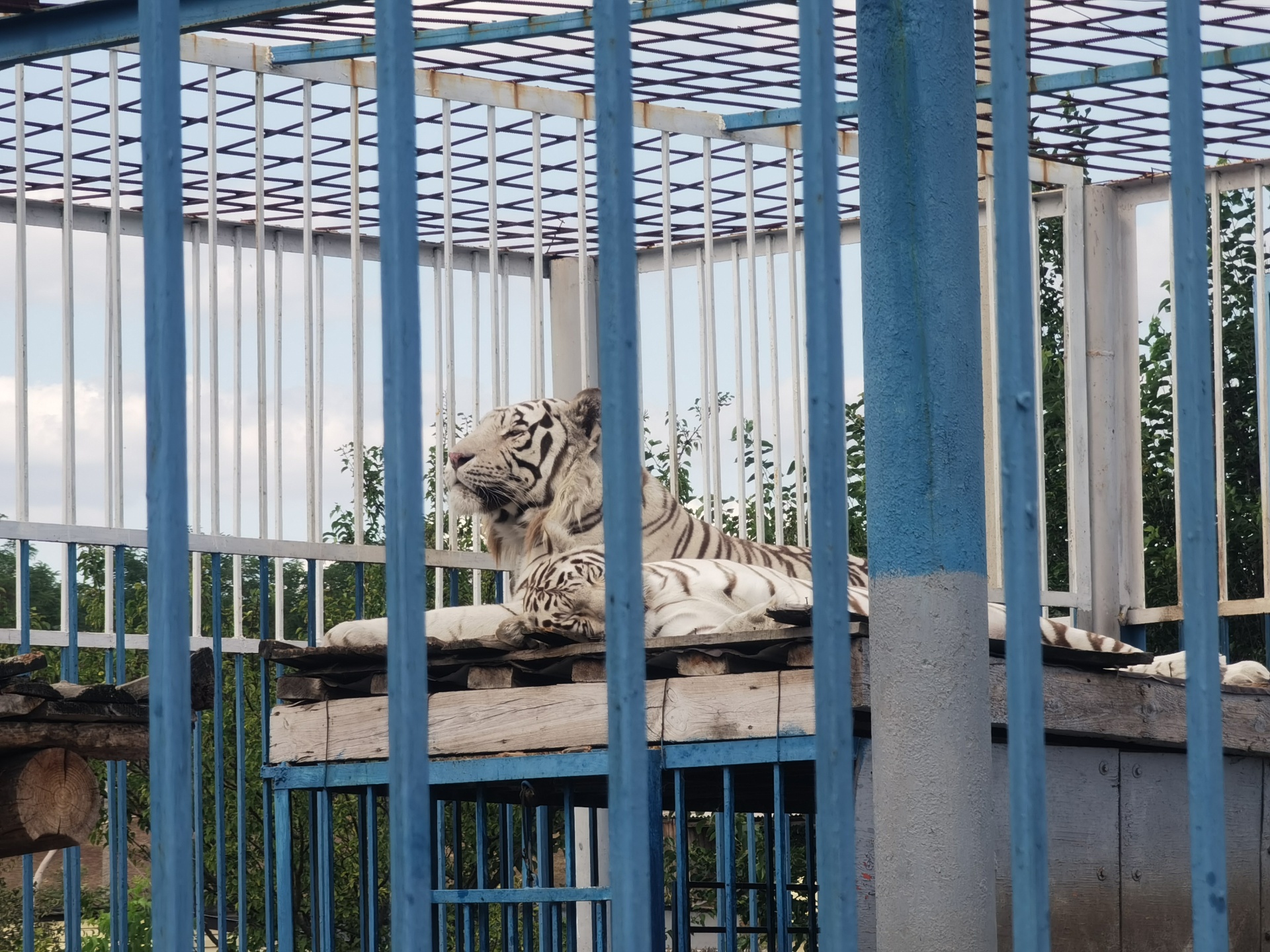 Старооскольский зоопарк, переулок Золотой Фазан, 2а, х. Чумаки — 2ГИС