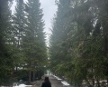Елочка: отзыв от Ариша Петрова