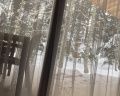 Forest house resort: отзыв от Madina Ataby