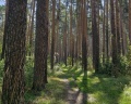 Хвоя: отзыв от Катерина Зуева