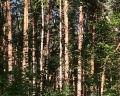 Бобачевская роща: отзыв от Ольга К