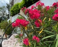 Blue Marlin Hotel: отзыв от Julia Sh
