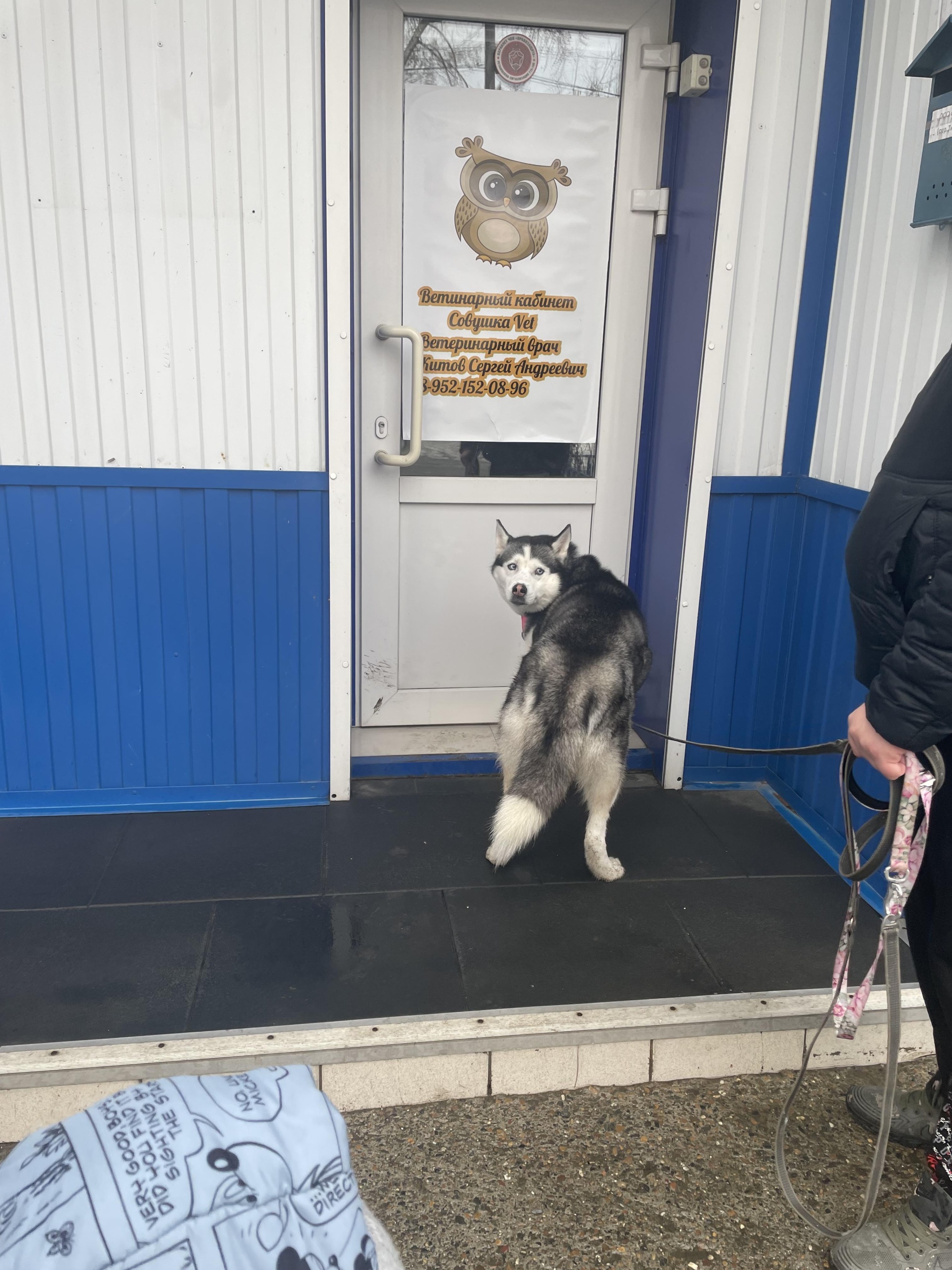 Совушка Vet, ветеринарный кабинет, Тихий переулок, 17, Томск — 2ГИС