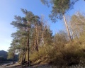 Altai star: отзыв от Ай-Тана Шумарова