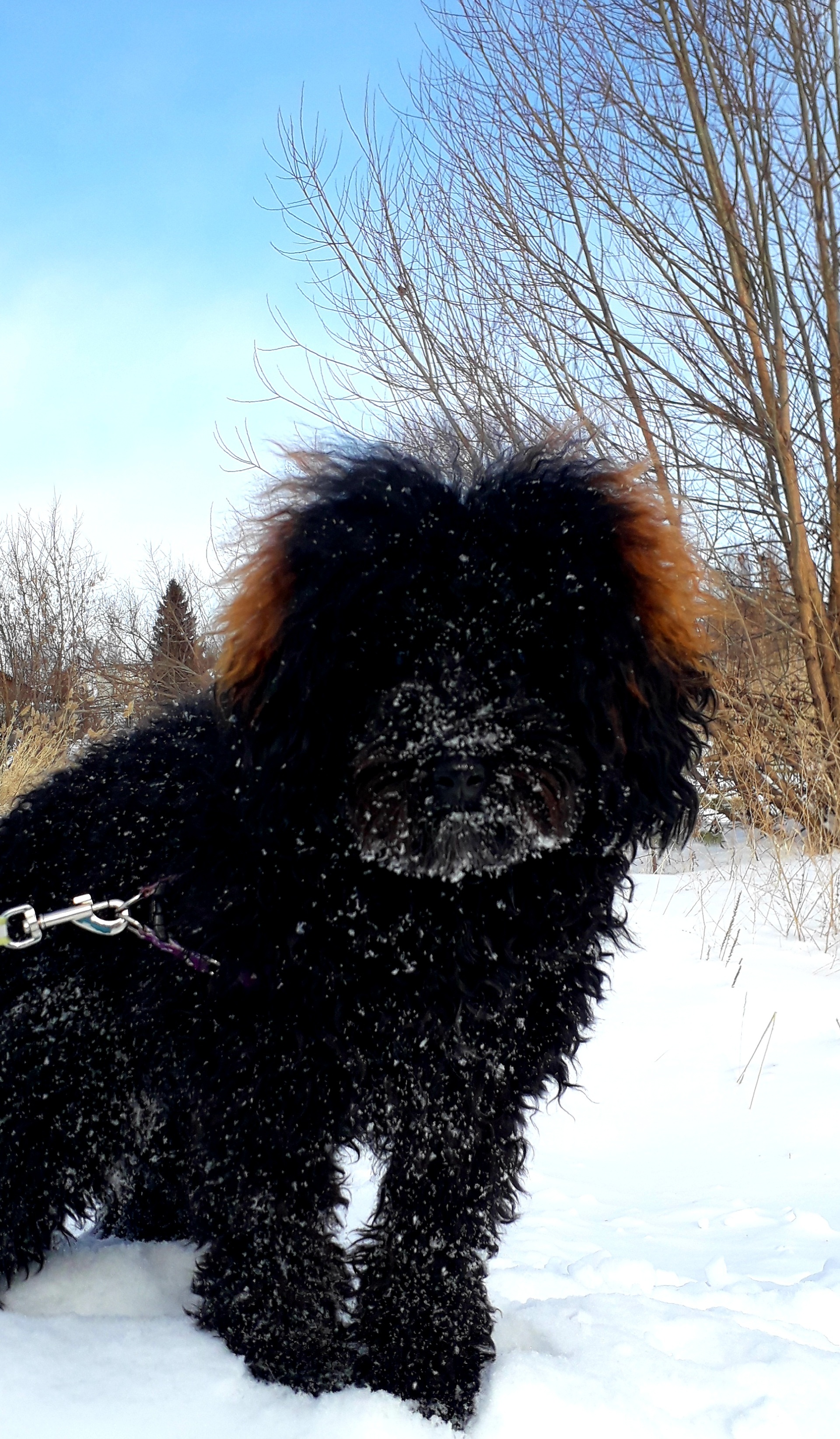 Labrador, зоосалон, Жданова, 29а, Копейск — 2ГИС