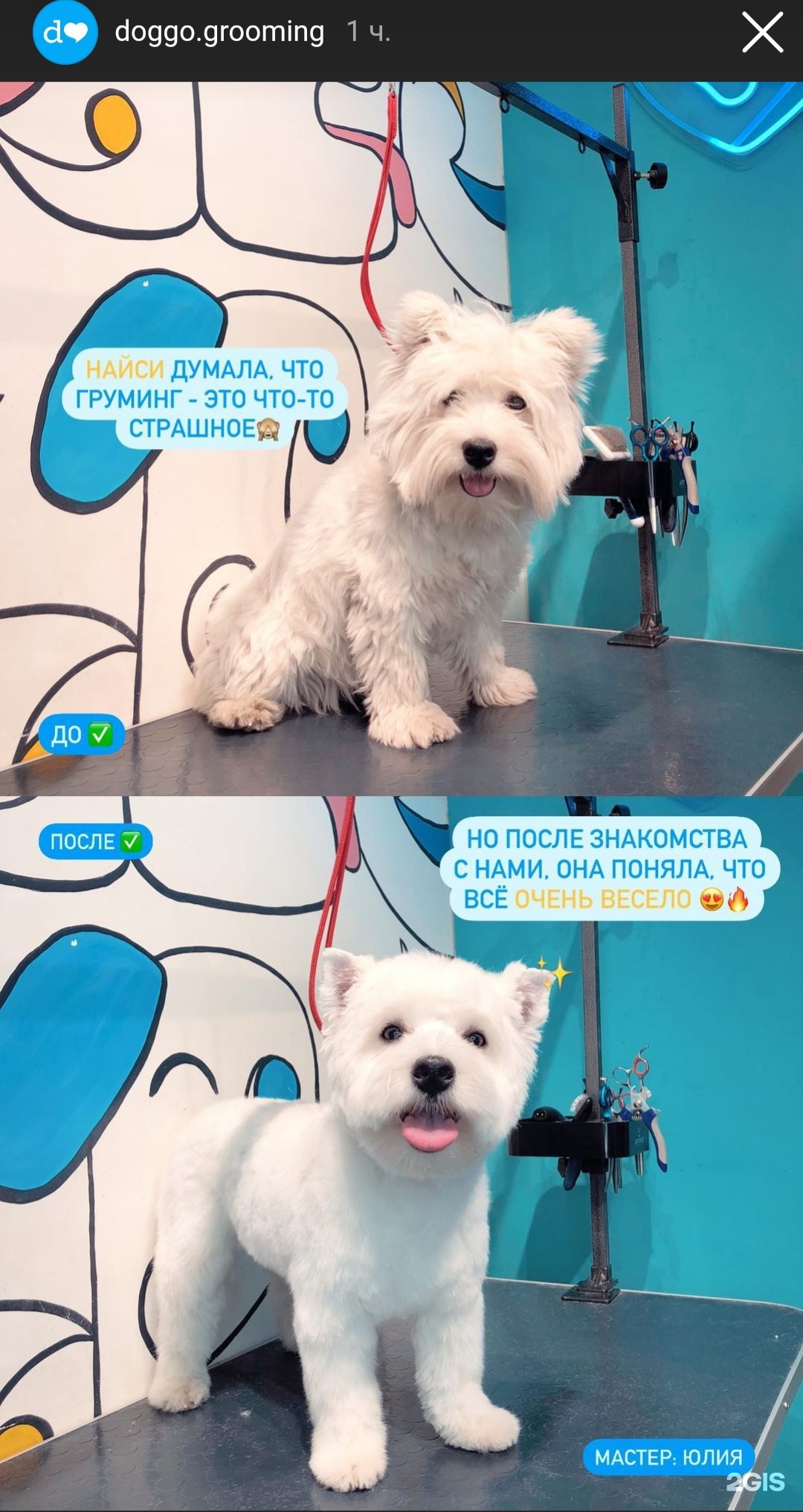 Груминг фэктори. Груминг салон. Doggo груминг-салон санкт-петербург. Doggo груминг салон. Нахимовский проспект 24 выставочный комплекс экспострой.