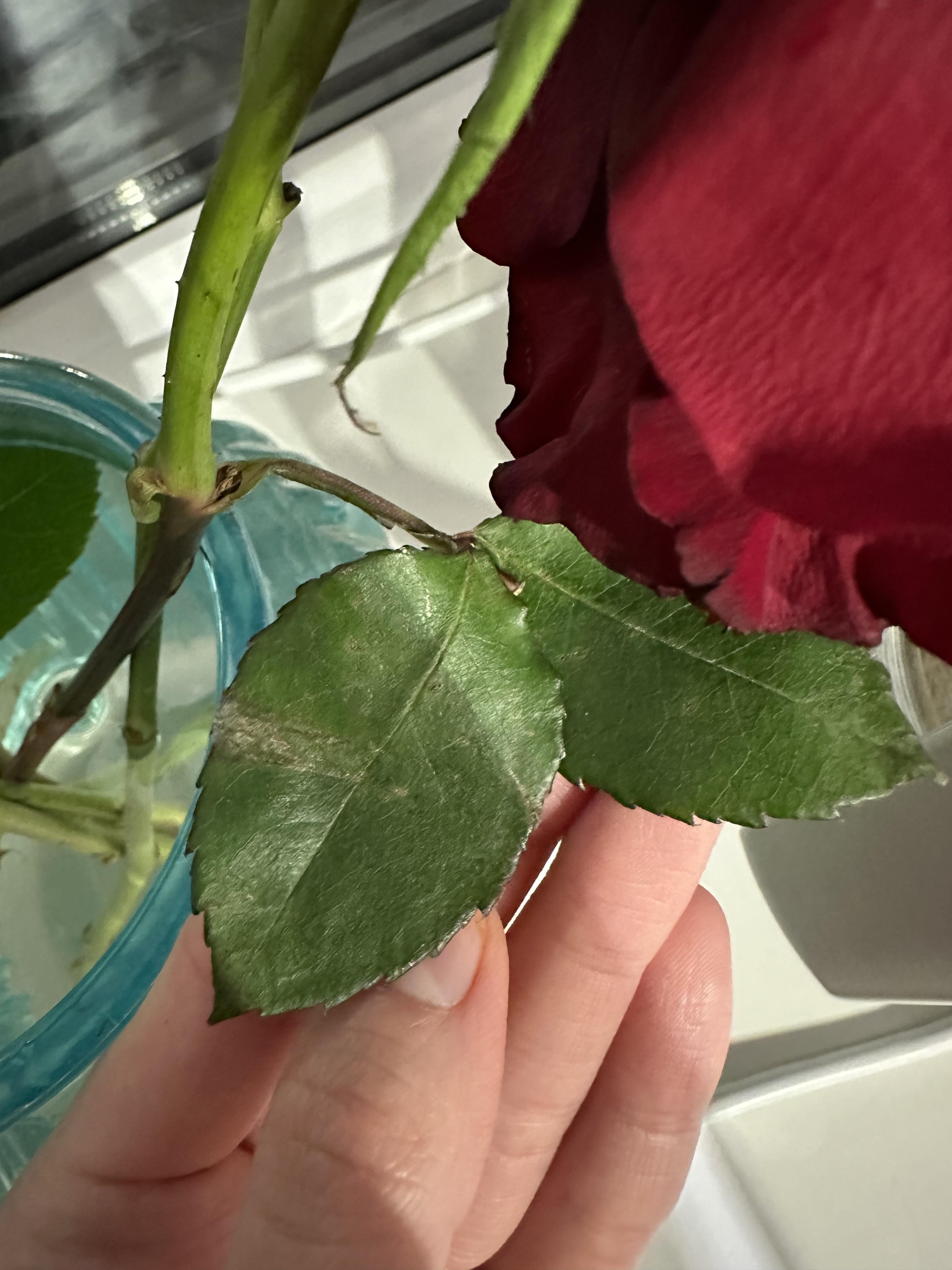 Снегурочка туралы порно Маша Малиновскаяның жалаңаш кеуделерінің суреттері