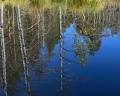 Forest lake: отзыв от Даниил из тг @resto_mesto