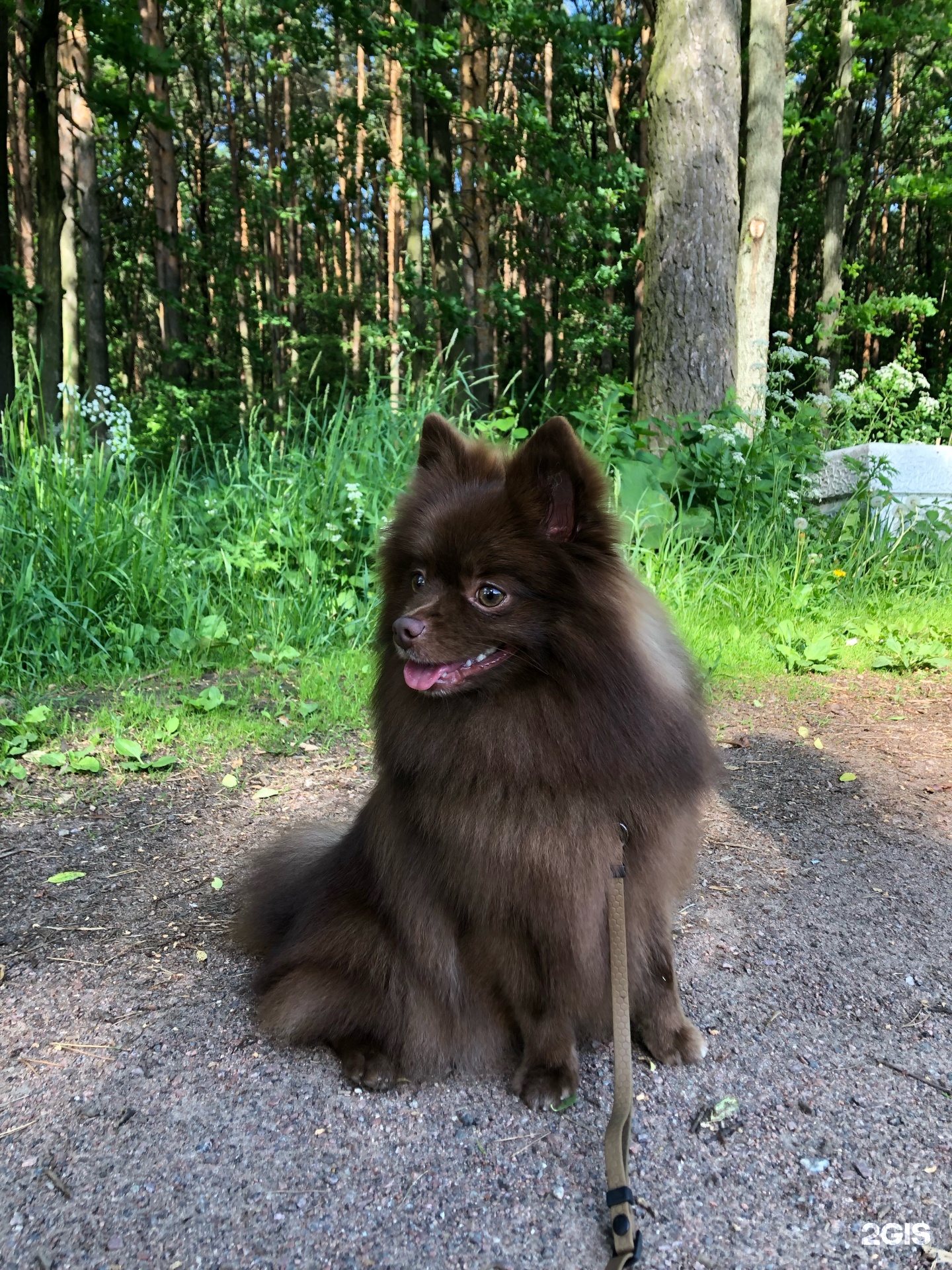 Dog Kiss, зоосалон, улица Пограничника Гарькавого, 14 к2, Санкт-Петербург —  2ГИС